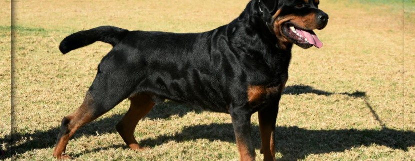 Welcome to Taumata Rottweilers V rated, Danilo Vom Kümmelsee.(Import Germany) HD +/- ED frei. JLPP clear.  Danilo will be used in our 2019 breeding programe