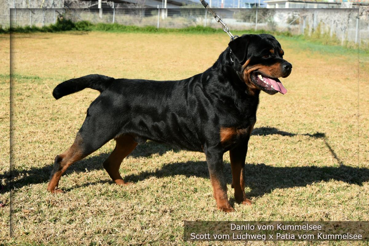 Danilo Vom Kummelsee HD +/- ED Frei. JLPP clear.  Imp. Germany. Owned by Taumata Rottweilers. click to enlarge