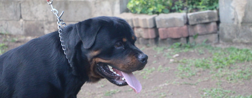 Taumata Captain, at 12 months old. owned by vom Viti Rottweilers Fiji.